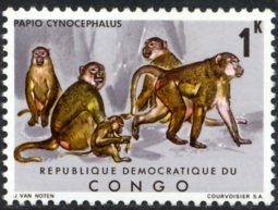 Yellow Baboon (Papio cynocephalus)