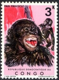 Bonobo (Pan paniscus)