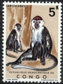 Mangabey Monkey (Cercocebus sp.)