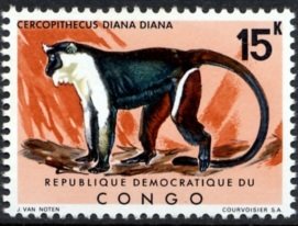 Diana Guenon (Cercopithecus diana)