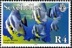 Longfin Batfish (Platax teira)