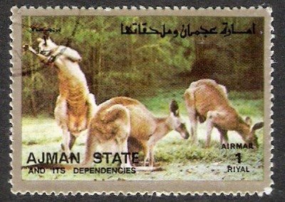 Kangaroo
