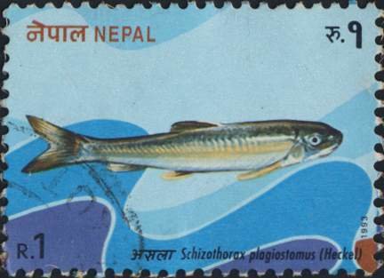 Cyprinid Fish (Schizothorax plagiostomus)