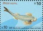 Stone Carp (Psilorhynchus pseudochensis)