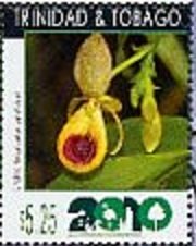 Orchid