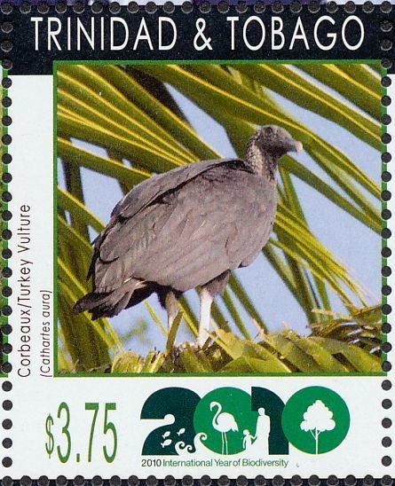 Turkey Vulture (Cathartes aura)