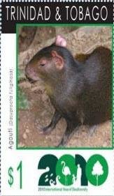 Black Agouti (Dasyprocta fuliginosa)