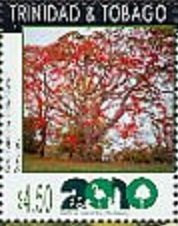 Royal poinciana tree