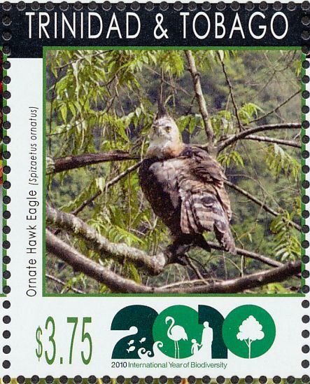 Ornate Hawk-eagle (Spizaetus ornatus)