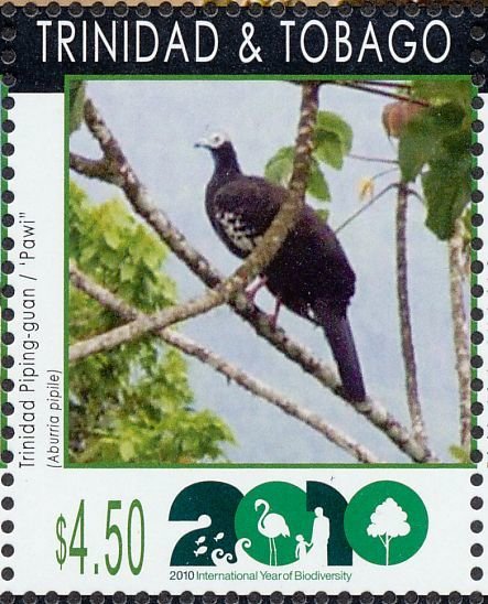 Trinidad Piping-guan (Pipile pipile)