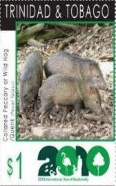 Collared Peccary (Tayassu tajacu)