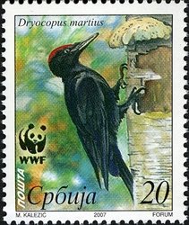 Black Woodpecker (Dryocopus martius)