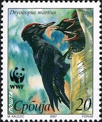 Black Woodpecker (Dryocopus martius)