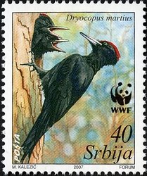 Black Woodpecker (Dryocopus martius)