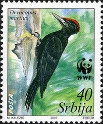 Black Woodpecker (Dryocopus martius)