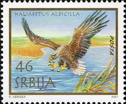 White-tailed Eagle (Haliaeetus albicilla)