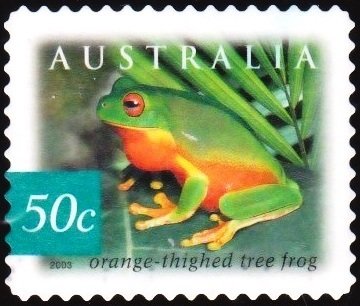 Orange-thighed Tree Frog (Litoria xanthomera) 