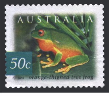 Orange-thighed Tree Frog (Litoria xanthomera) 