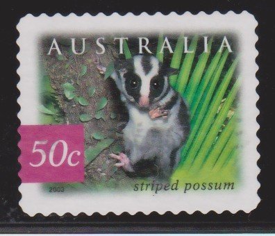 Striped Possum (Dactylopsia trivirgata)