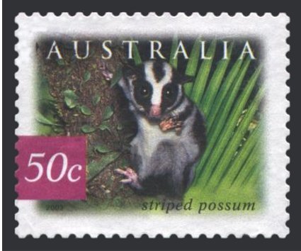 Striped Possum (Dactylopsia trivirgata)