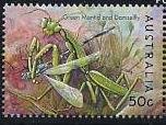 Australian Green Mantis (Orthodera ministralis)
