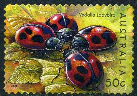 Cardinal Ladybird (Rodolia cardinalis)