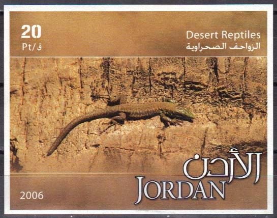 Rainbow Whiptail (Cnemidophorus lemniscatus)