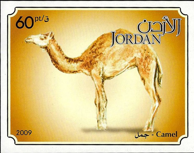 Dromedary (Camelus dromedarius)