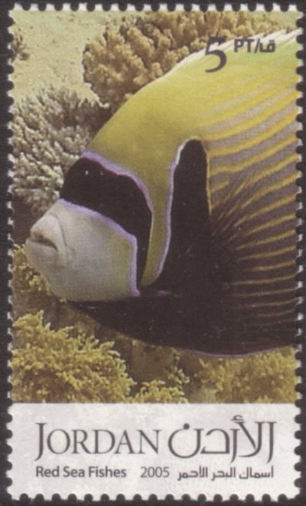Emperor Angelfish (Pomacanthus imperator)
