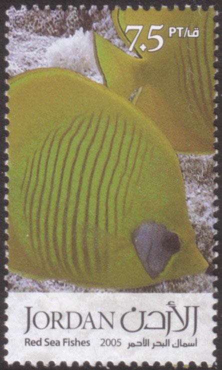 Hooded Butterflyfish (Chaetodon larvatus) 