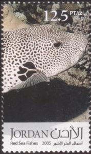 Stamp, Pufferfish (Tetraodon sp.) , Jordan,  , Fishes