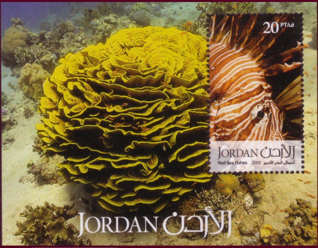 Lionfish (Pterois sp.)