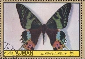 Chrysiridia