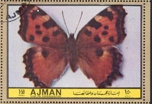 Vanessa polychloros