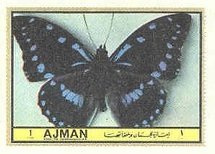 Charaxes ameliae