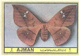 Cricula andrei