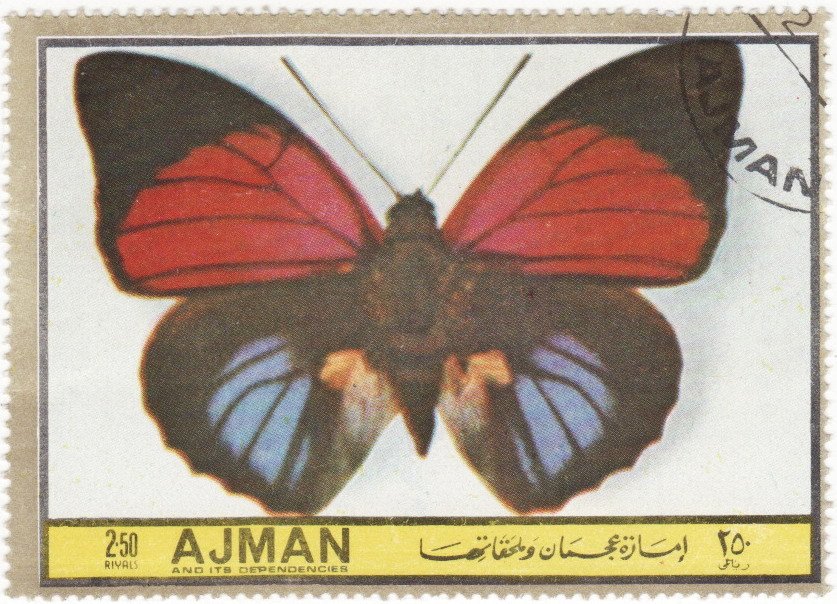Agrias sardanapalus