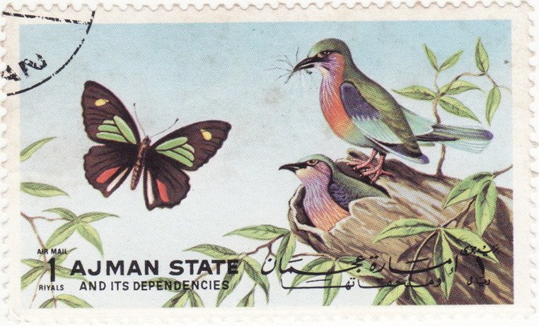 Merops sp. And Parides sp.