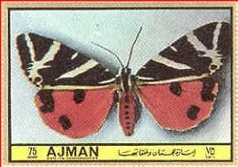 Callimorpha
