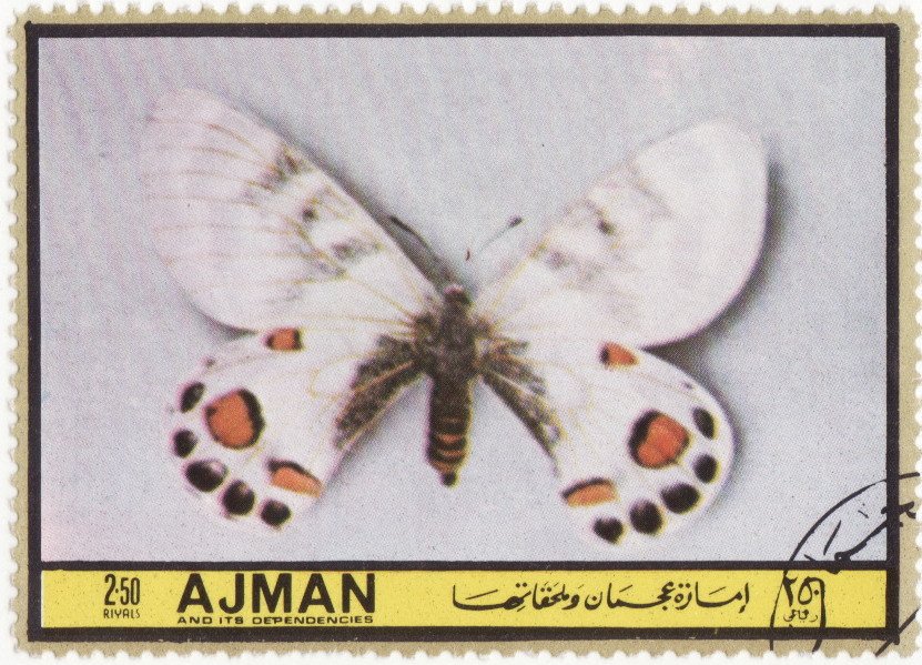 Parnassius charitonius