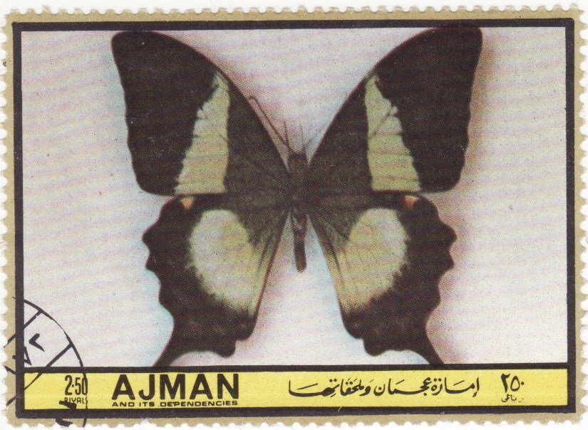 Papilio buddha