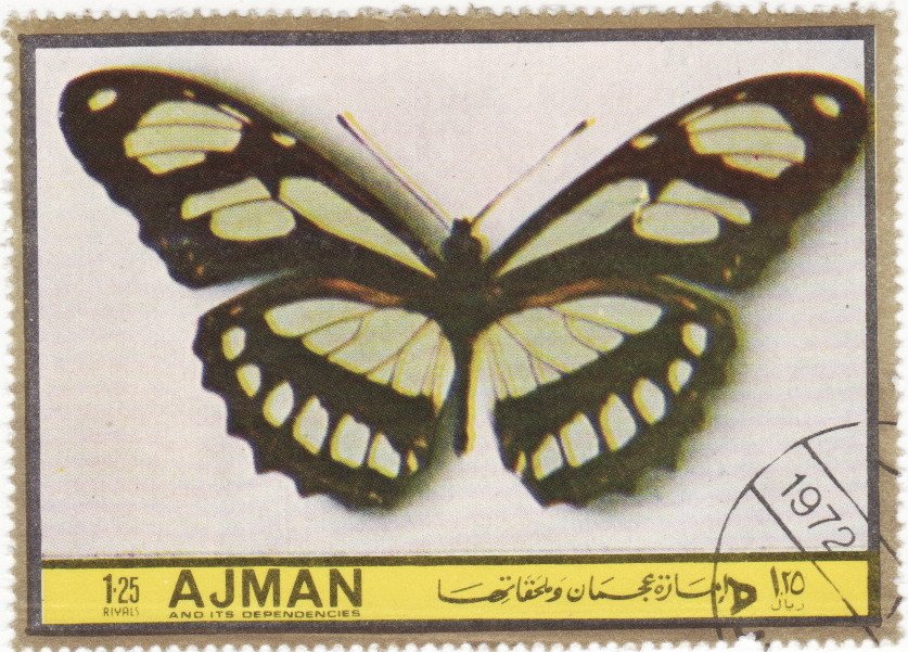 Metamorpha dido
