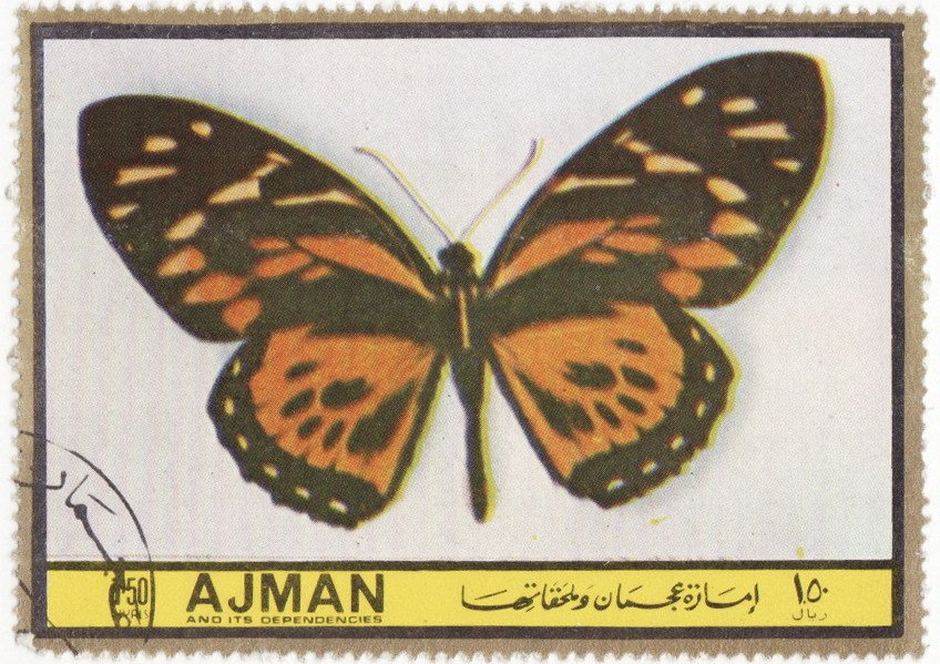 Papilio zagreus