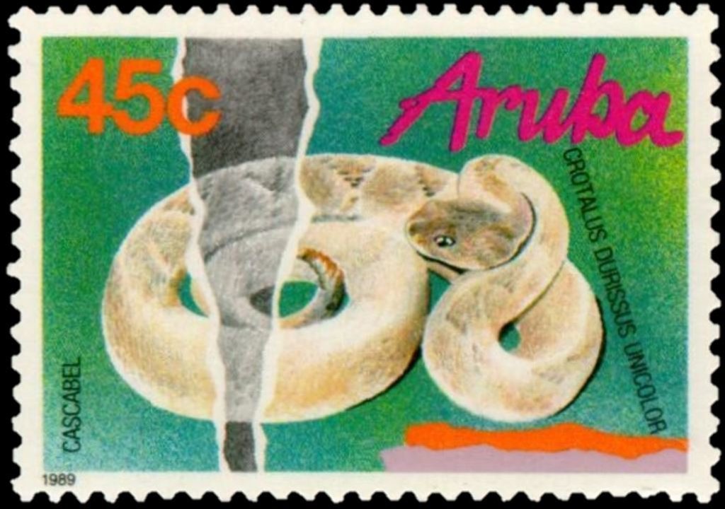 Aruba Rattlesnake (Crotalus durissus unicolor)