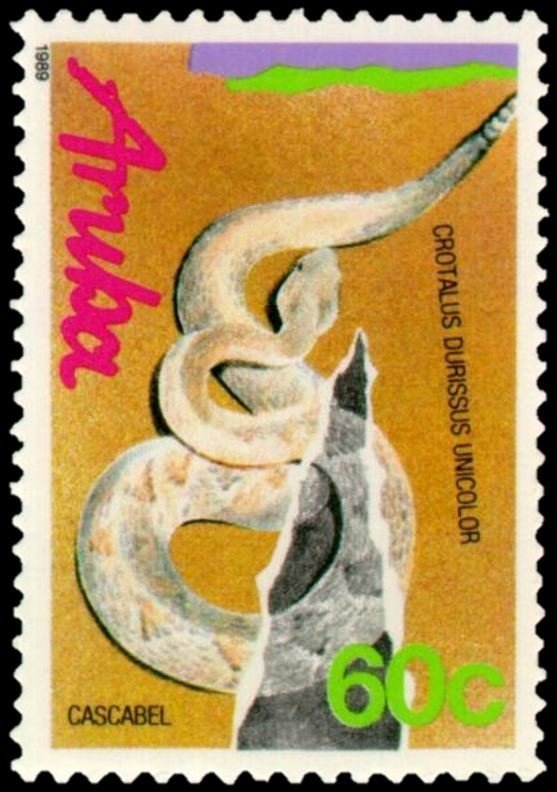 Aruba Rattlesnake (Crotalus durissus unicolor)