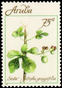 Stamp, Jatropha gossypifolia, Aruba,  , Plants (Flora)