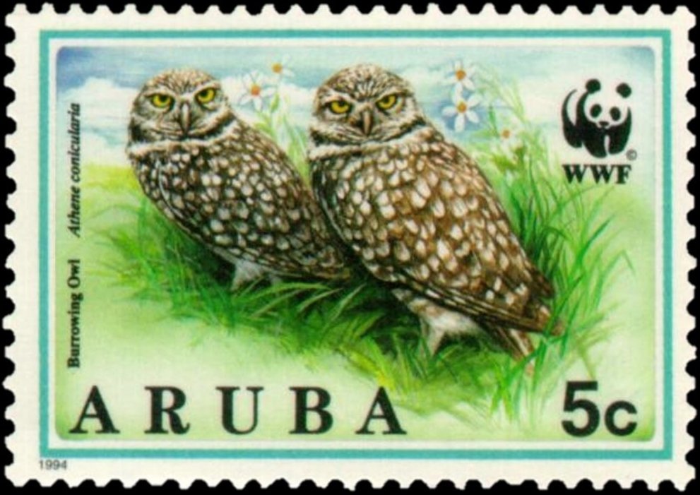 Burrowing Owl (Speotyto cunicularia)