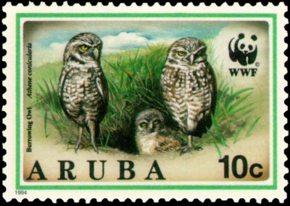 Burrowing Owl (Speotyto cunicularia)