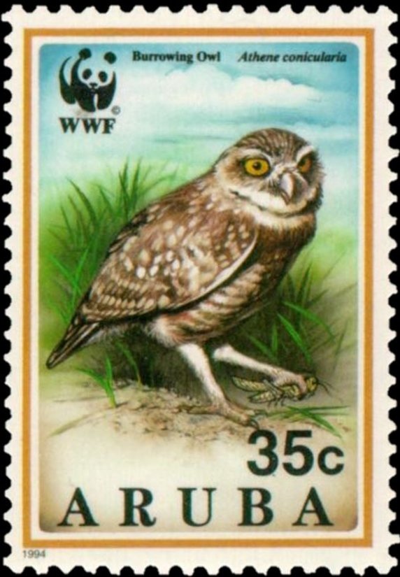 Burrowing Owl (Speotyto cunicularia)