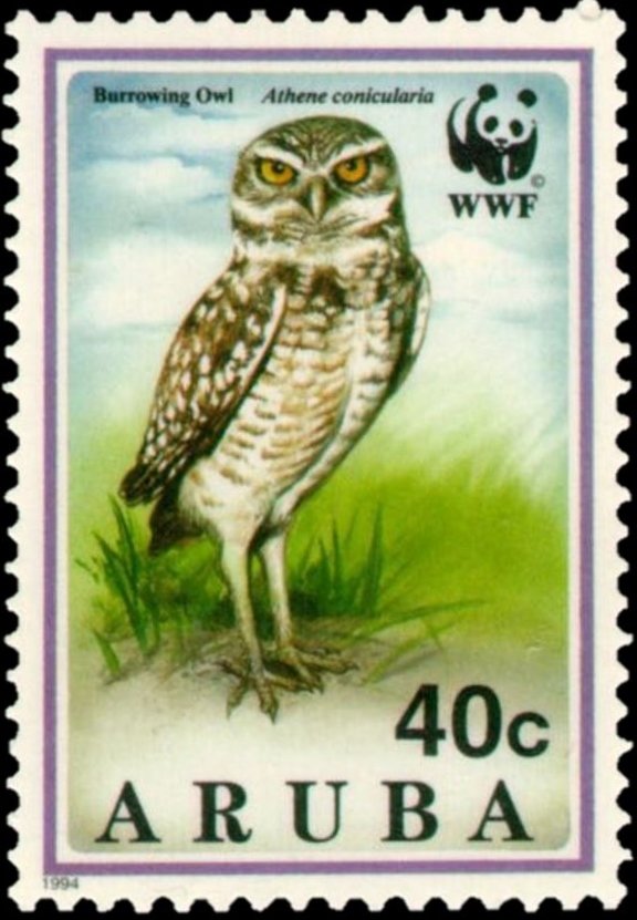 Burrowing Owl (Speotyto cunicularia)